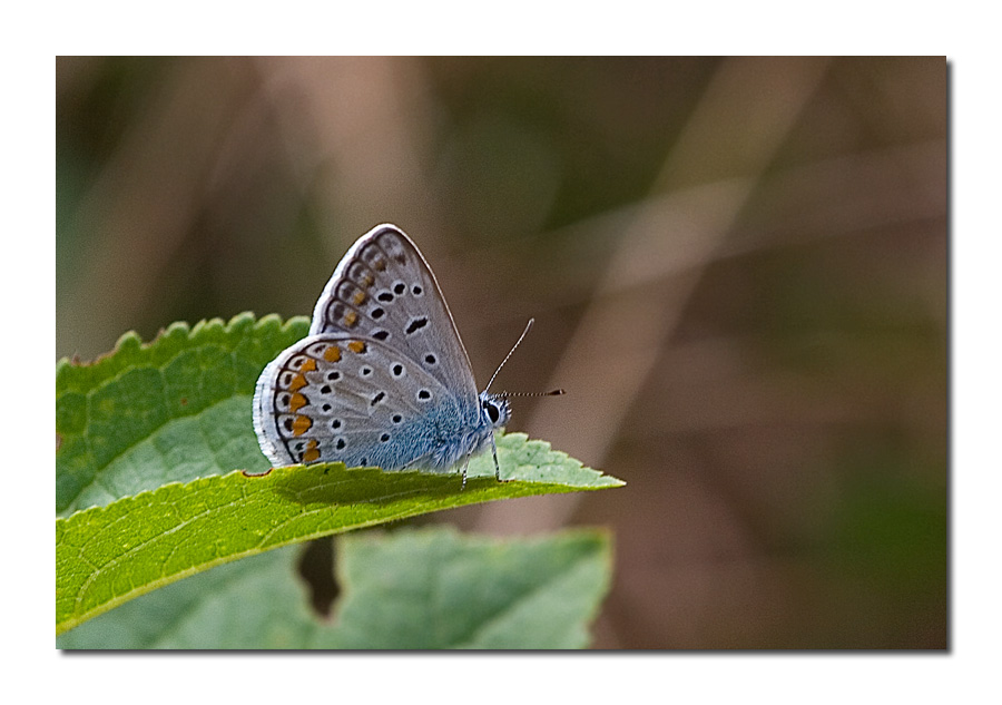 Papillon