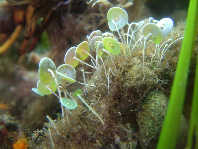 Acetabularia acetabulum