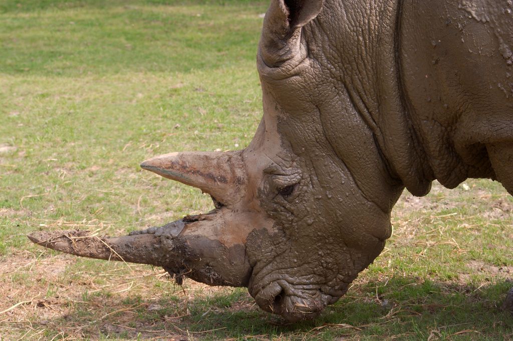 Rino...