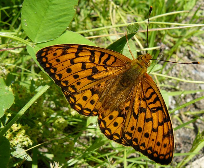 polvere dorata