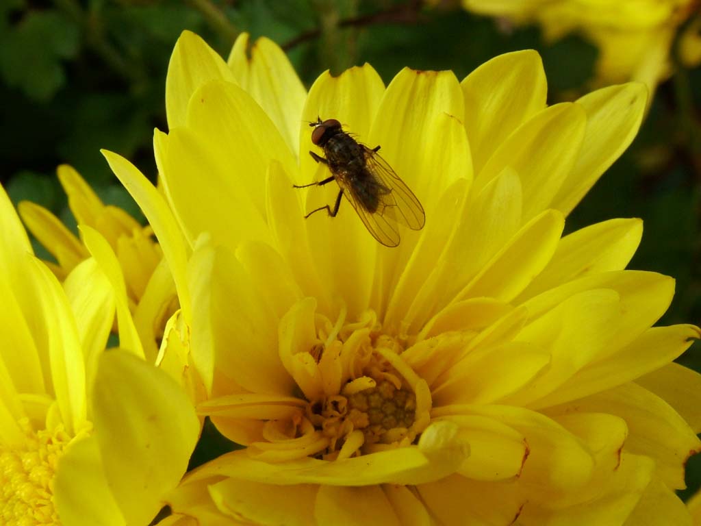 Mosca
