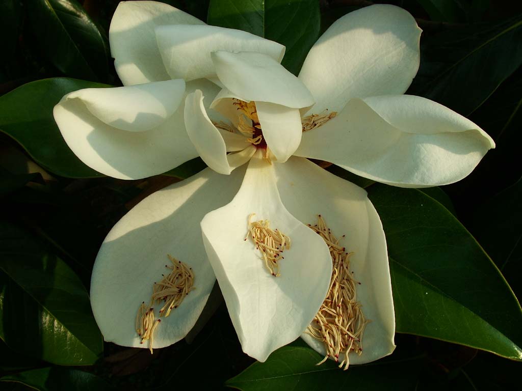 Fior di magnolia 1