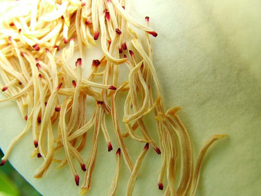 Fior di magnolia 2