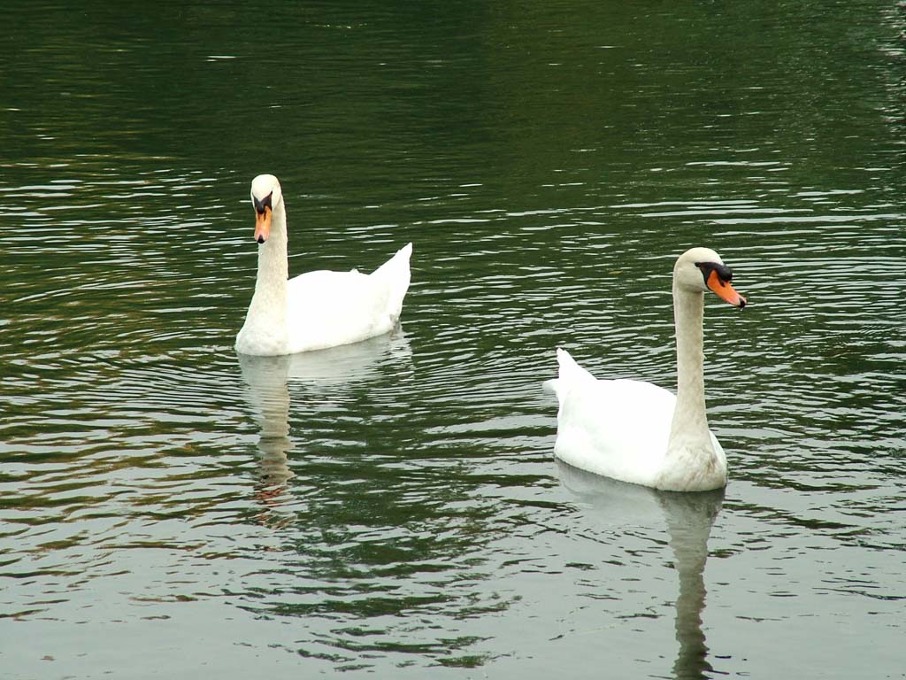 Cigni