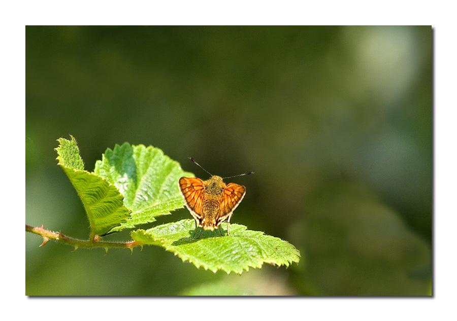 Mini-papilio