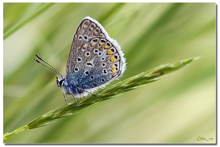 Elegantona