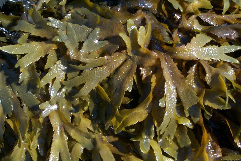 portblancalghe