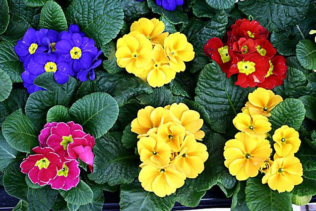 fiori