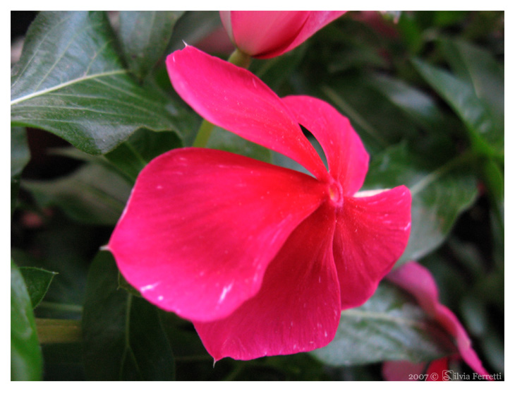 Pervinca