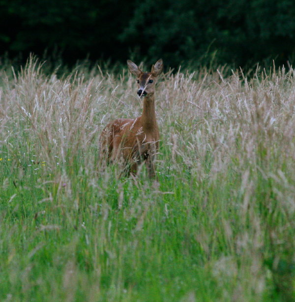 capriolo