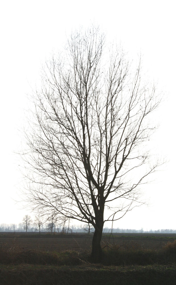 natura morta