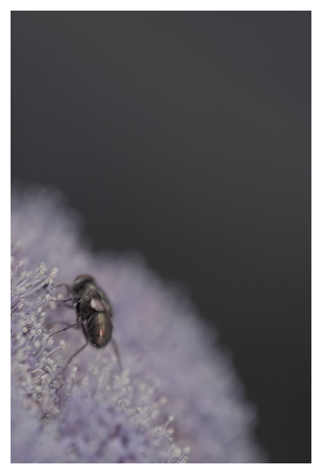 Il Fantasma