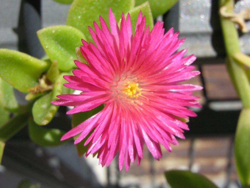 Natura