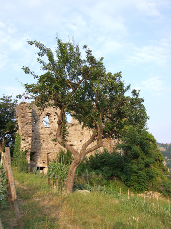 albero tra le rovine del castello