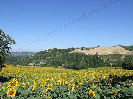 campo di girasoli1