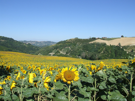 campo di girasoli3