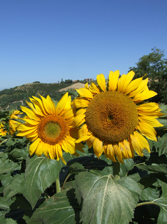 coppia di girasoli