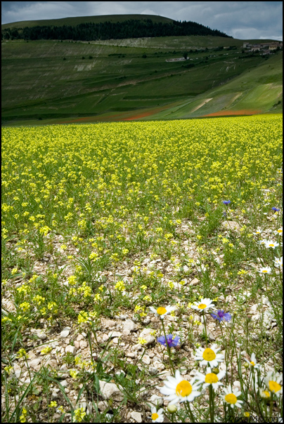 Umbria#4#