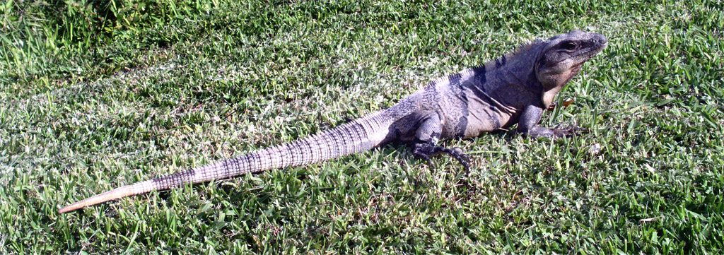 Iguana Maschio