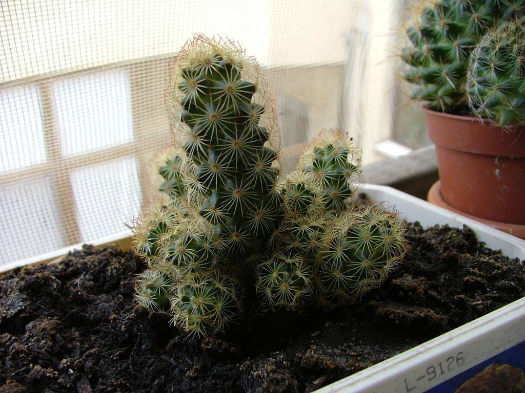 pianta2