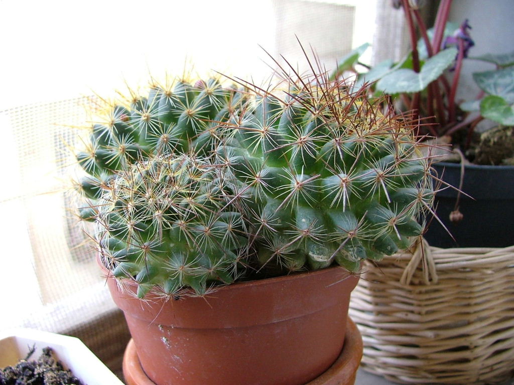 pianta3