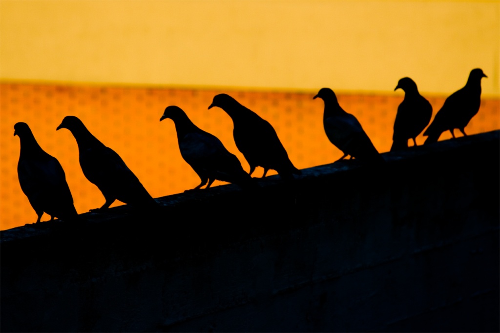 Piccioni #1