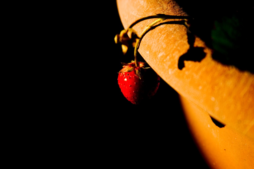 Fragola