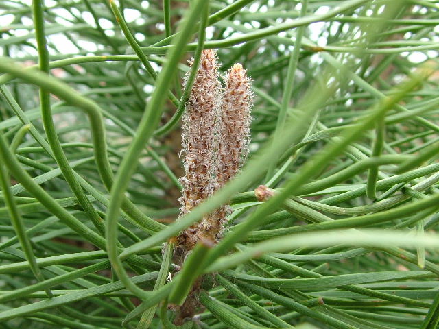 Seconda Macro