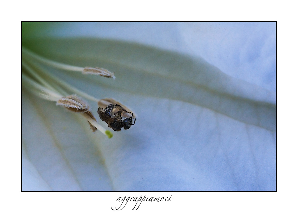aggrappiamoci