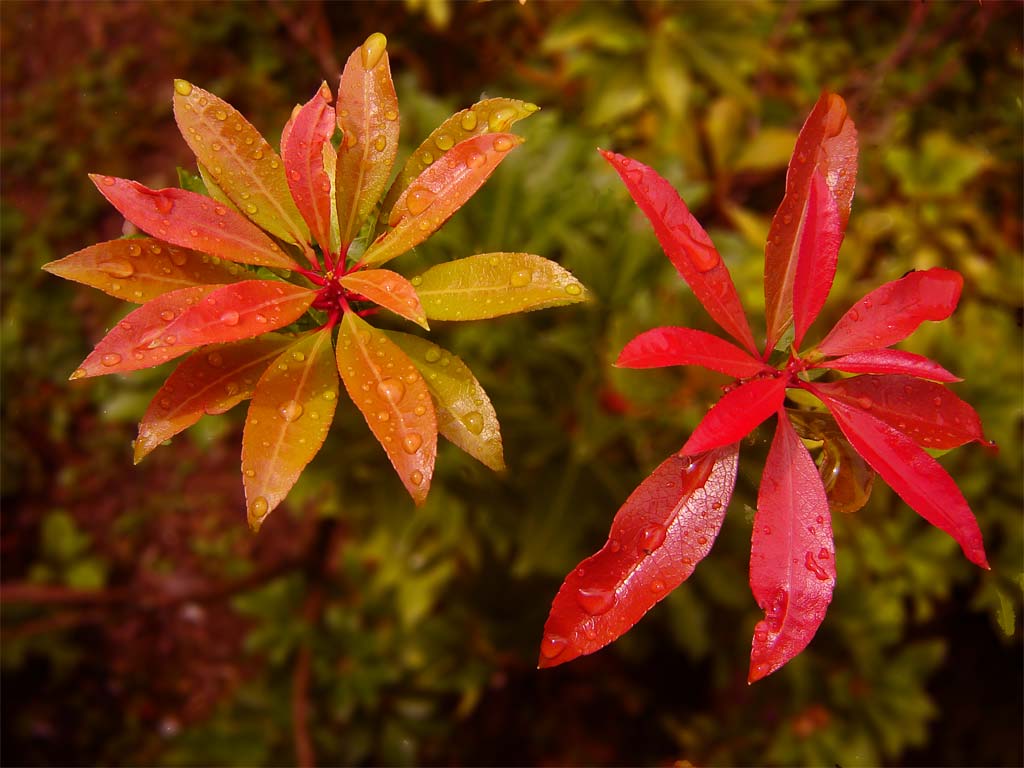fiori bagnati