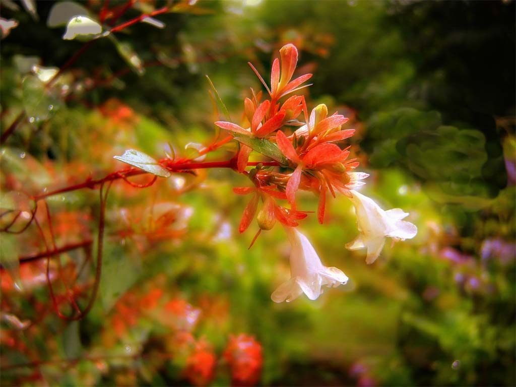 fiore