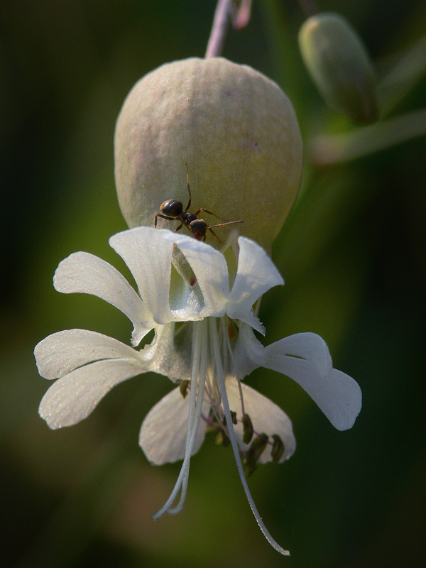 fiore e formica