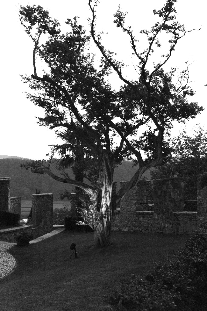 Albero