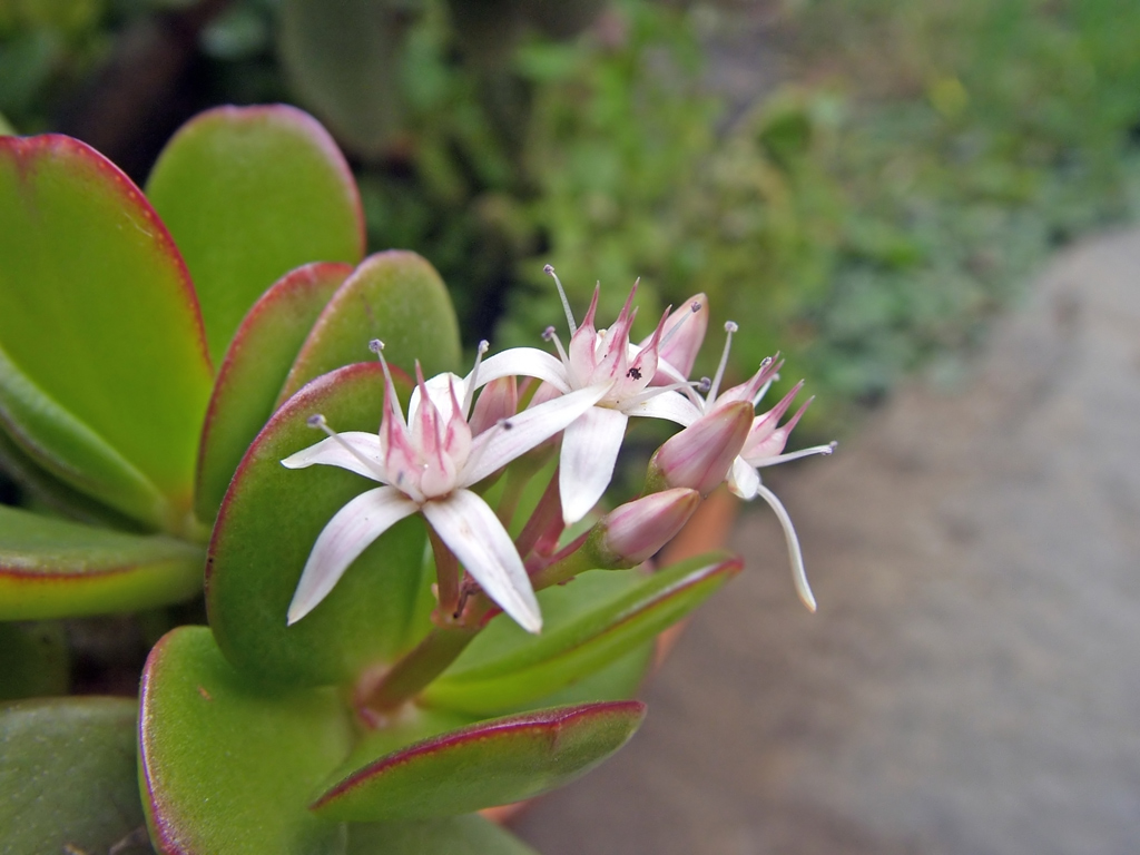 Fiore pianta grassa