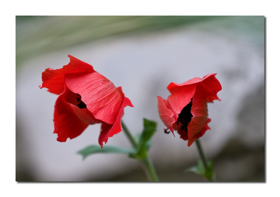 Petali al vento