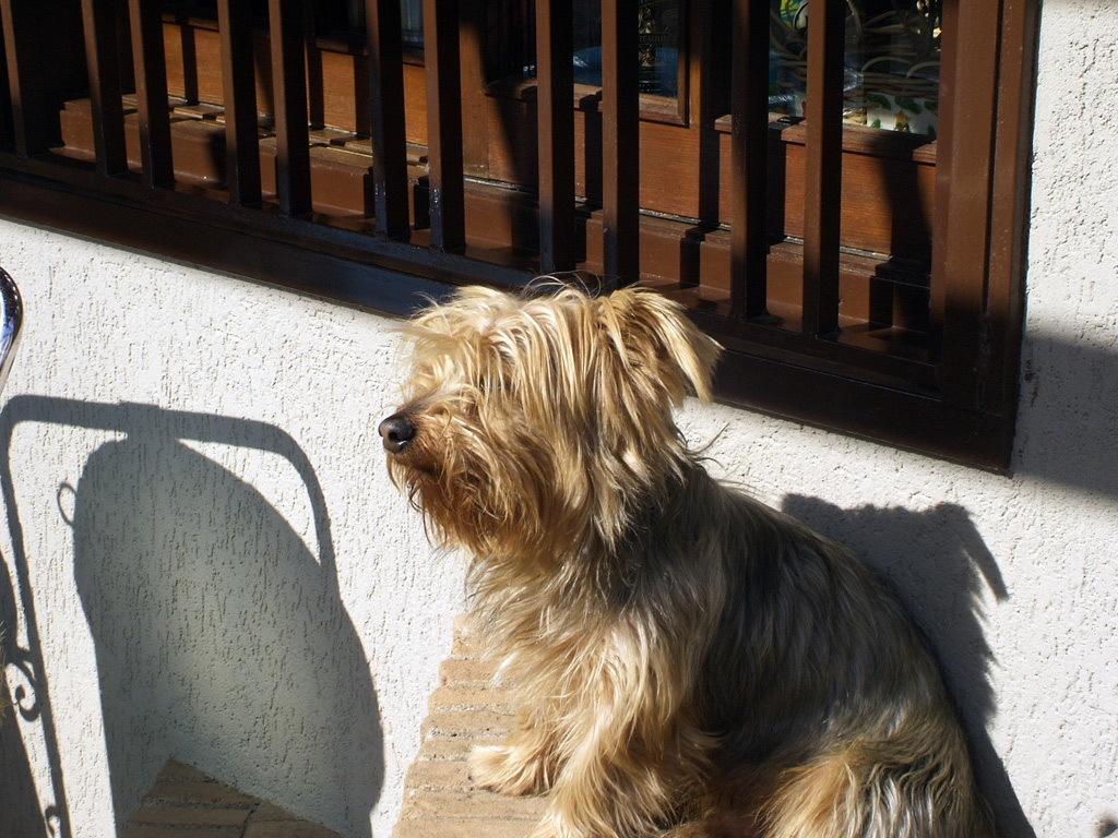 Attenti al Cane!