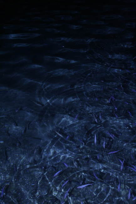 se una notte d'estate un pescatore