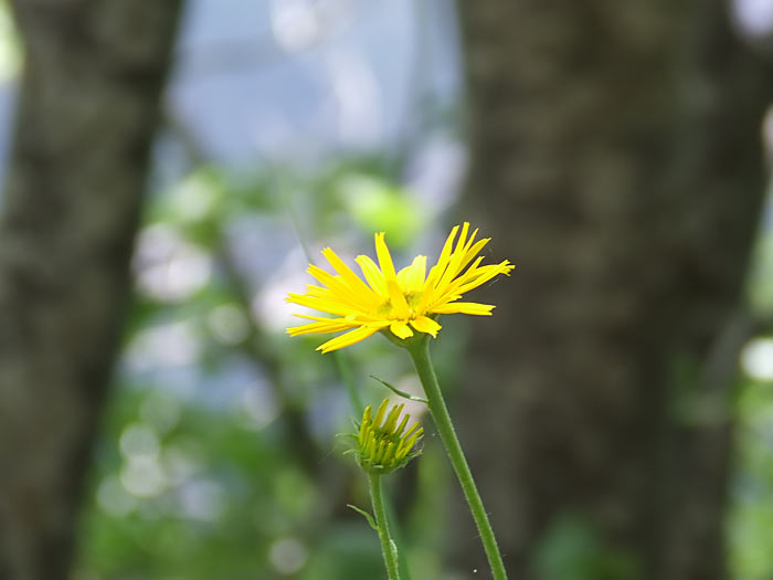 Fiore