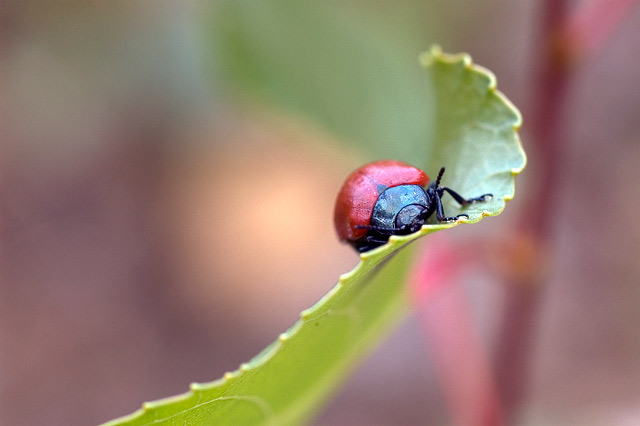 macro#5