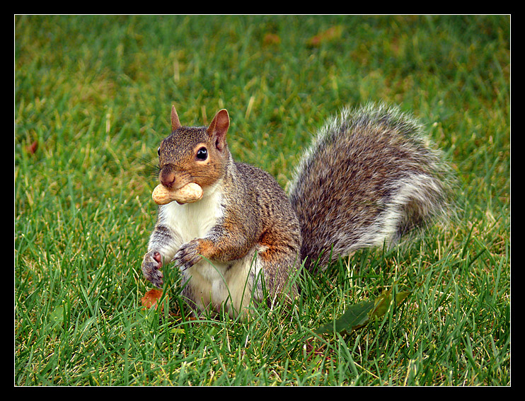 Greedy squirrel II