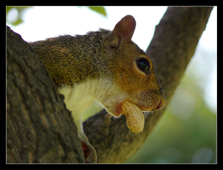 Greedy squirrel V