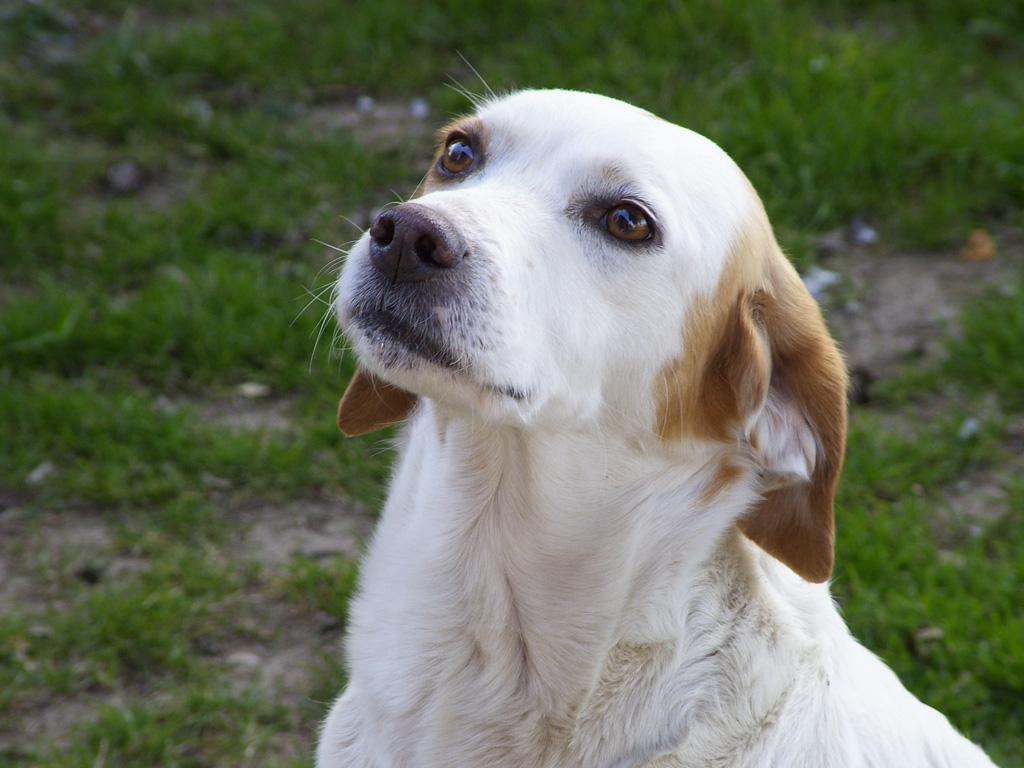 Stella1