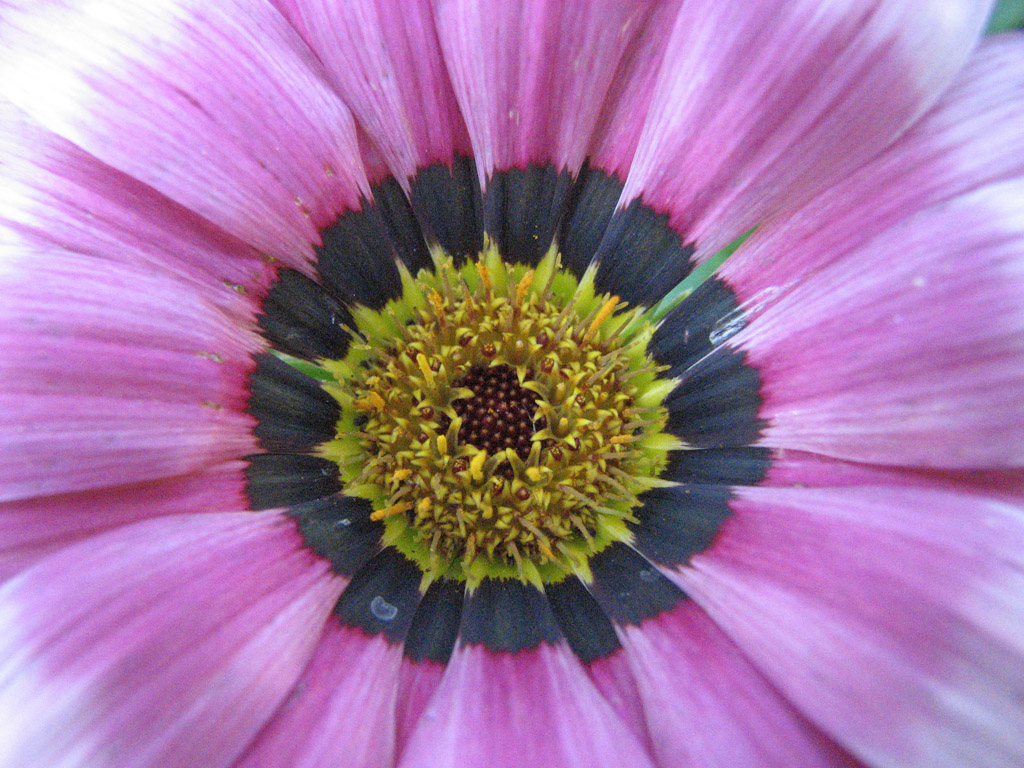 Fiore