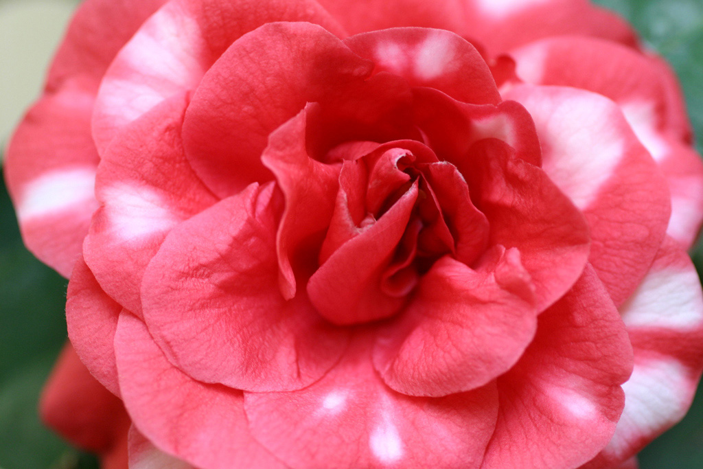Camelia1