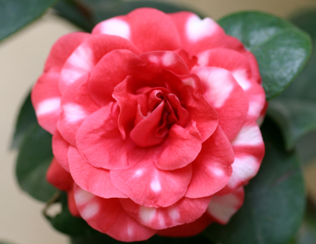 Camelia2