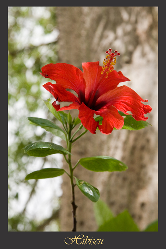 Hibiscu