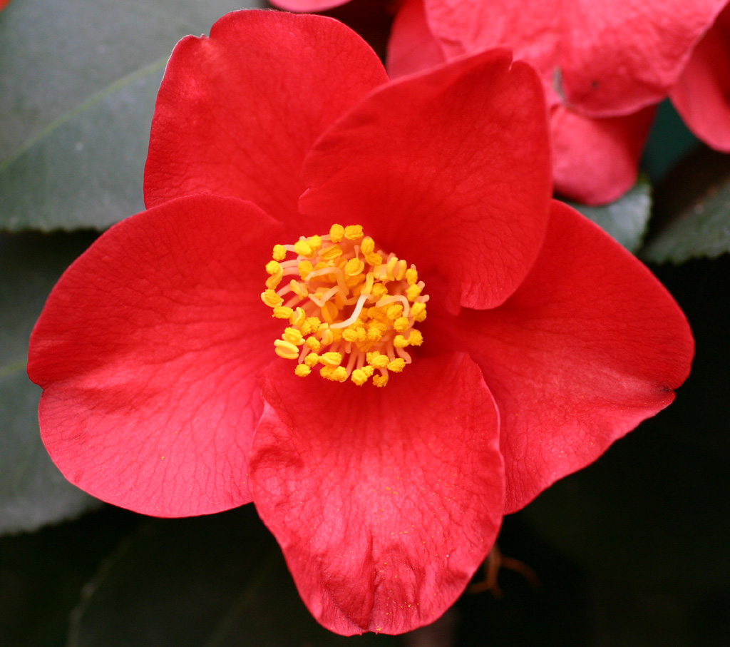 Camelia rossa