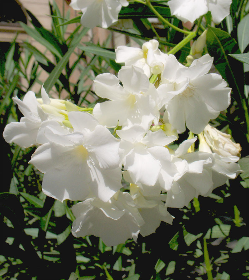Fiori 1