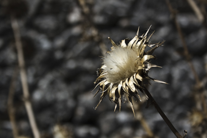 fiore giallo