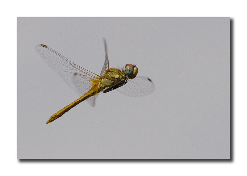 Sympetrum fonscolombi/2 Crop